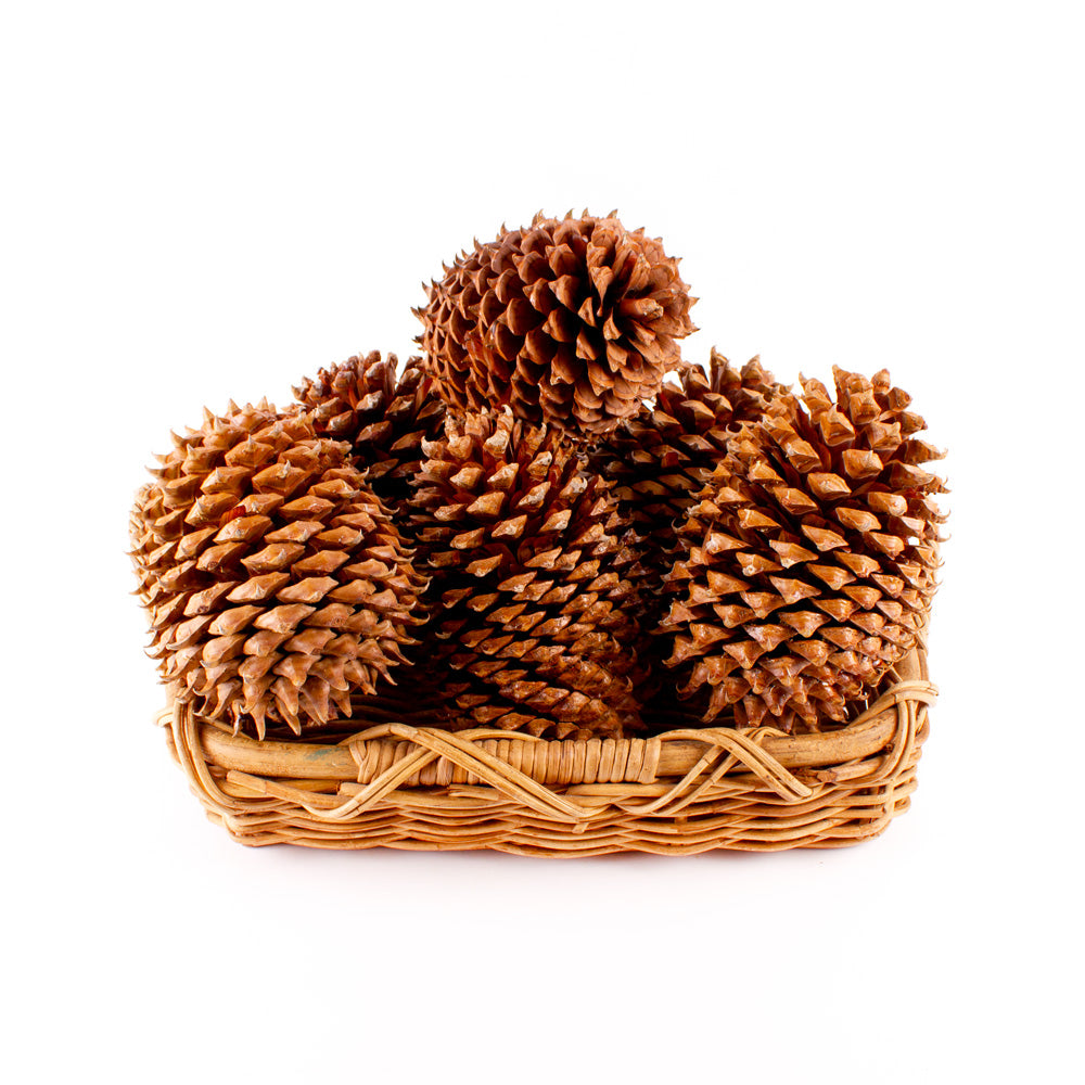 Box of 6 Big Pine Cones - Special Deal