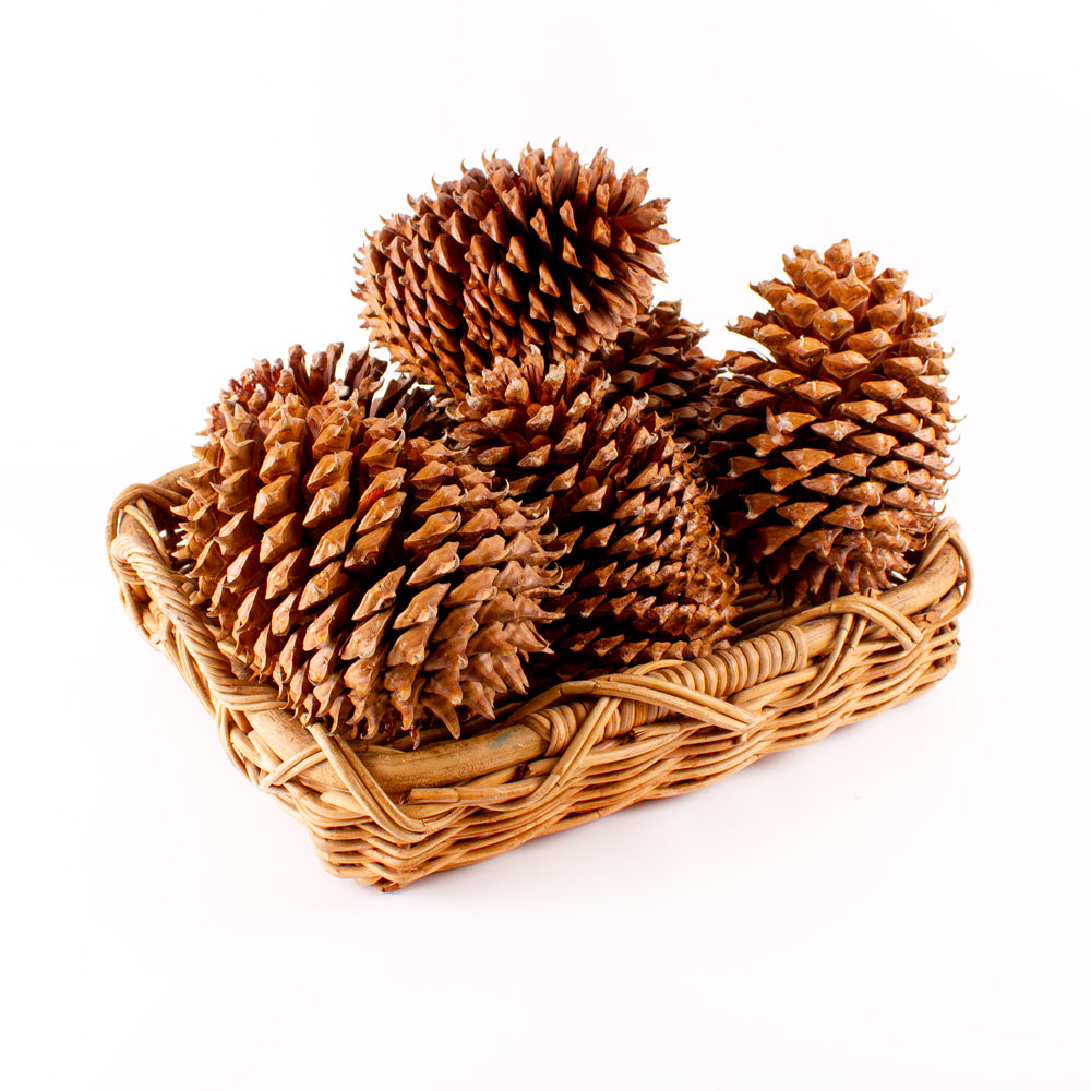 Box of 6 Big Pine Cones - Special Deal