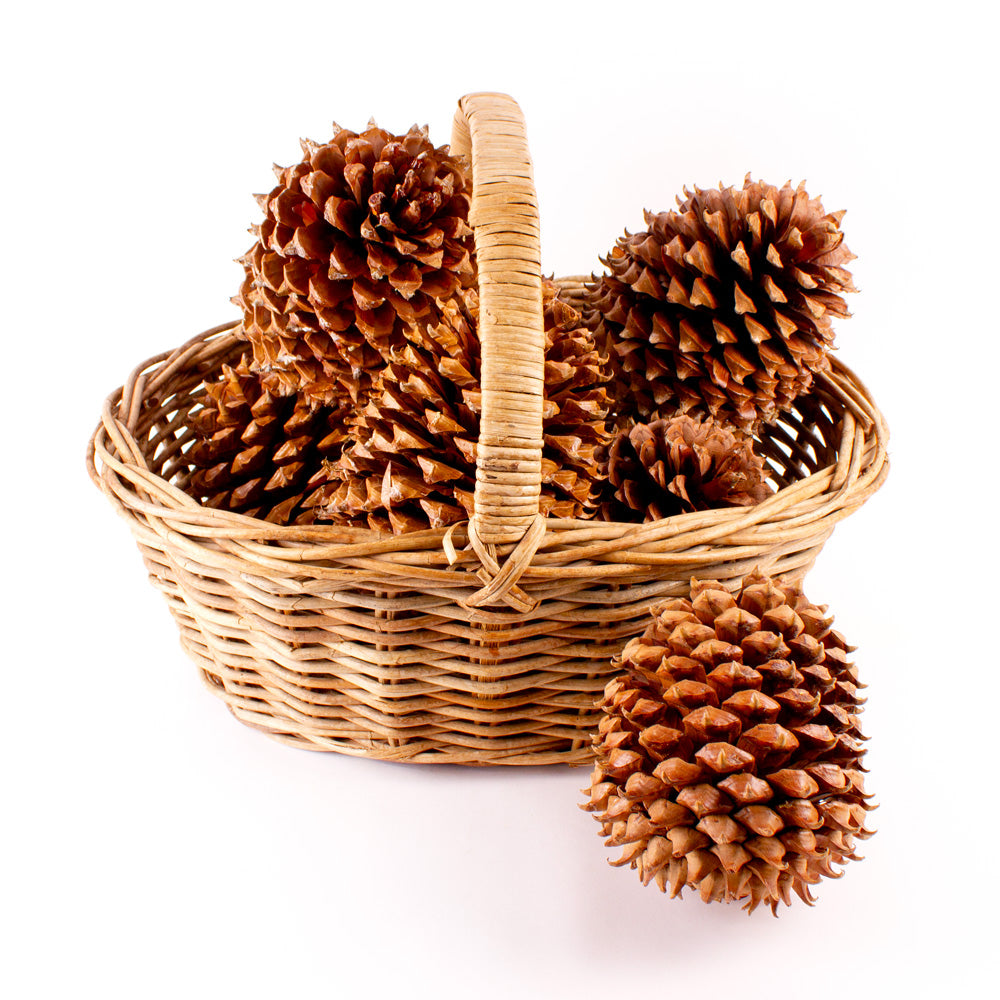 Box of 6 Big Pine Cones - Special Deal