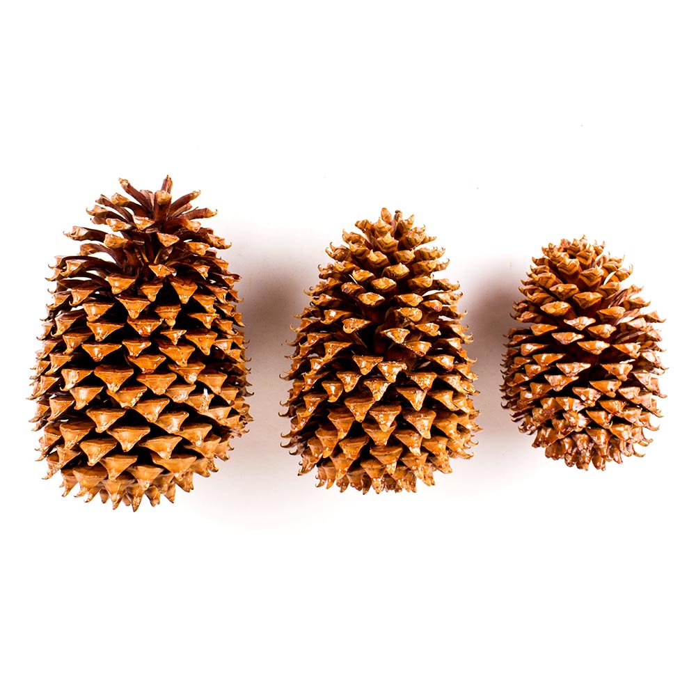 Big Pine Cone, Varnished